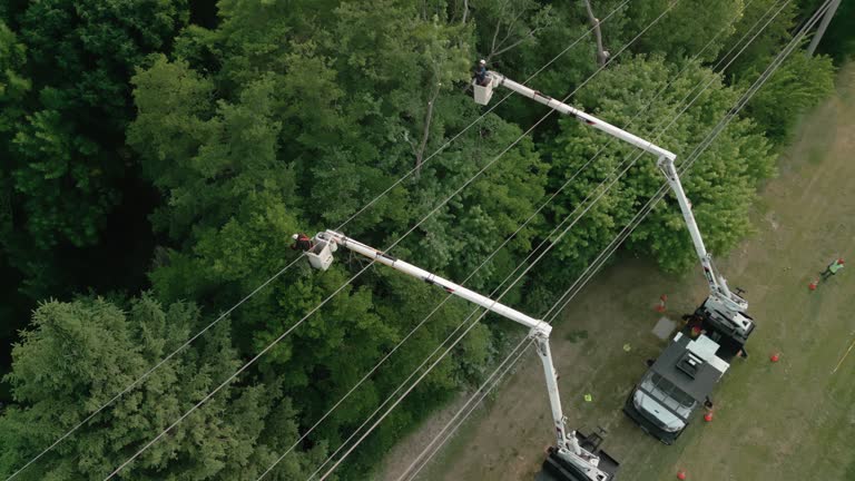 Kewaskum, WI Tree Care  Company